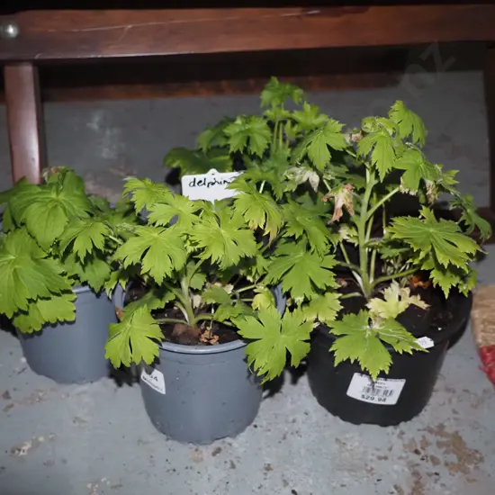 4 potted delphiniums