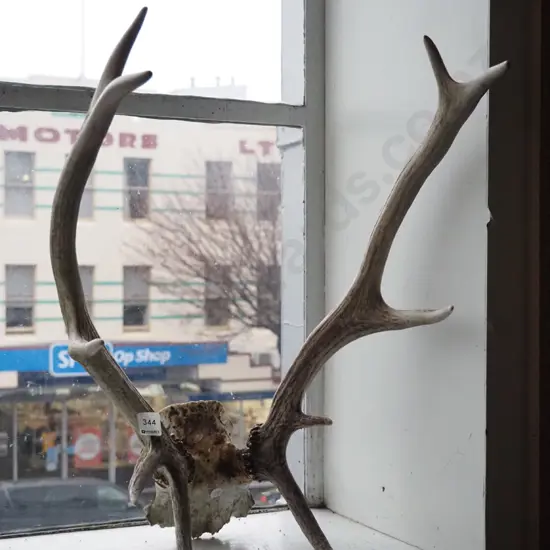 part animal skull and antlers