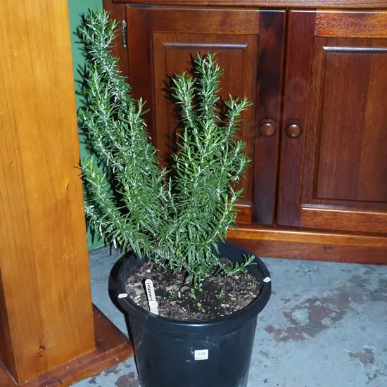 potted rosemary