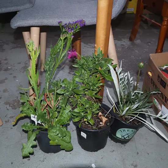 potted daisy, potted statice and potted orange gazania