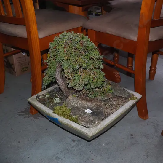 bonsai in square garden planter