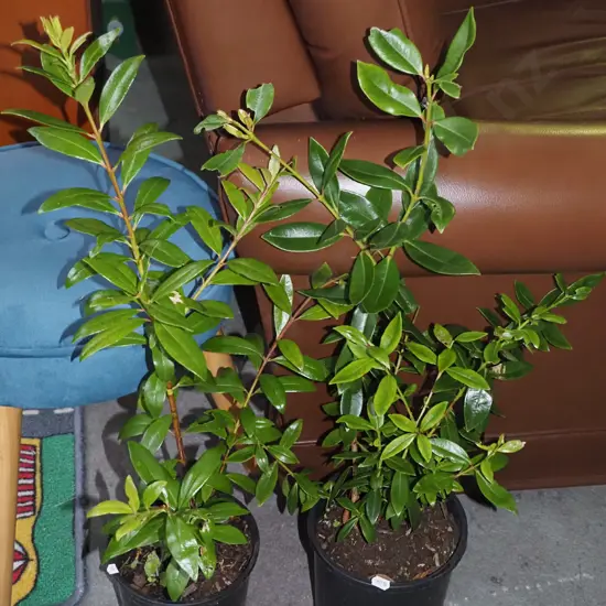 2 potted pohutukawa