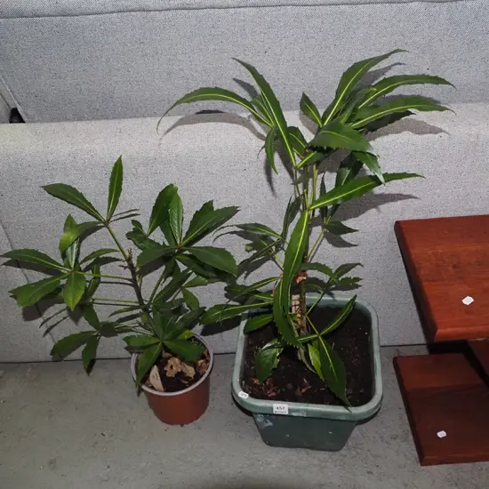 2 potted pseudopanax