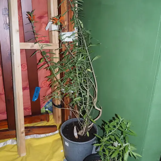 2 potted lions tails