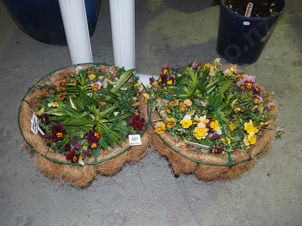2 hanging planters with pansies Image 1++