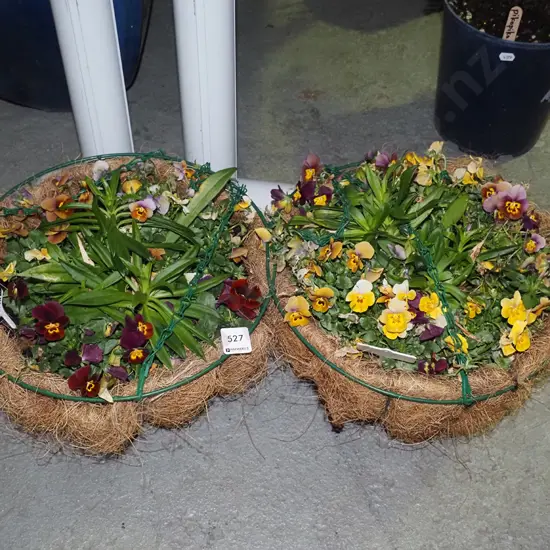 2 hanging planters with pansies