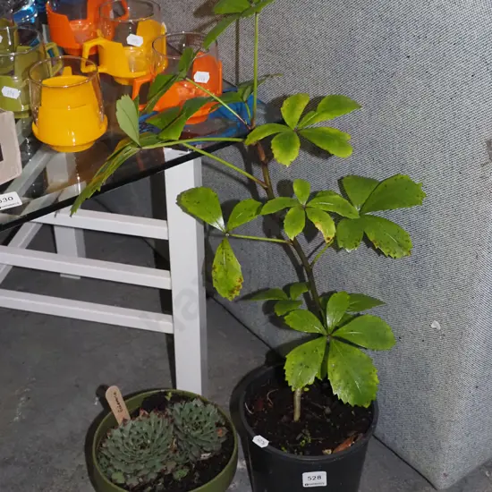 potted plant, potted succulent