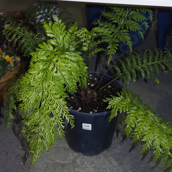 piko piko edible NZ plant