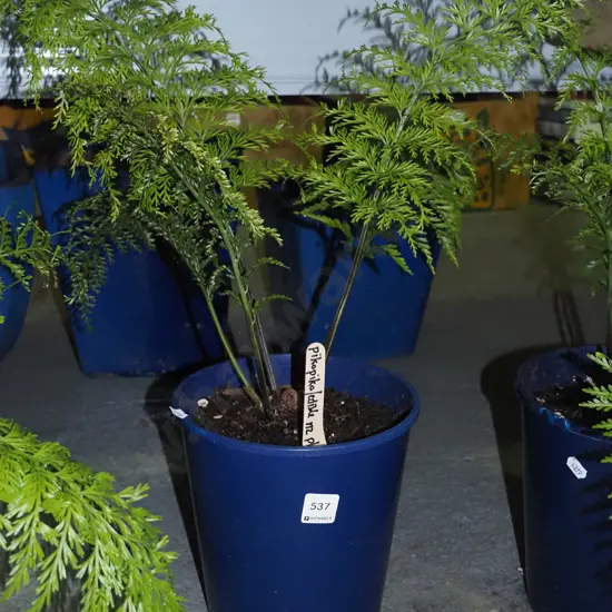 piko piko edible NZ plant