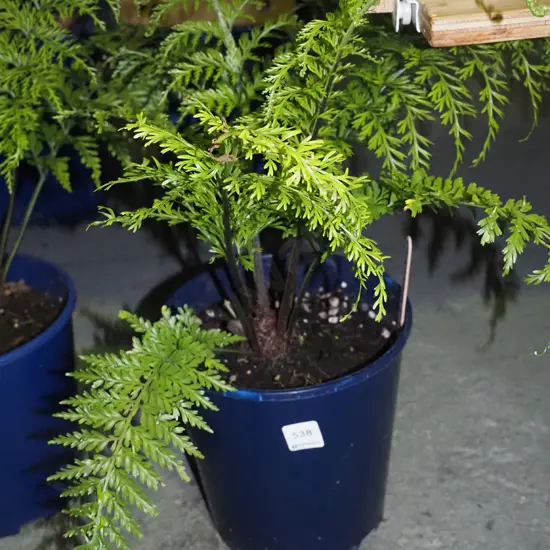 piko piko edible NZ plant