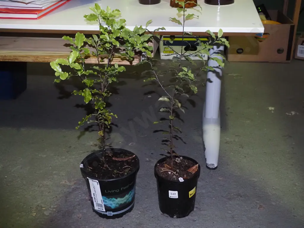 2 potted koros Image 1++