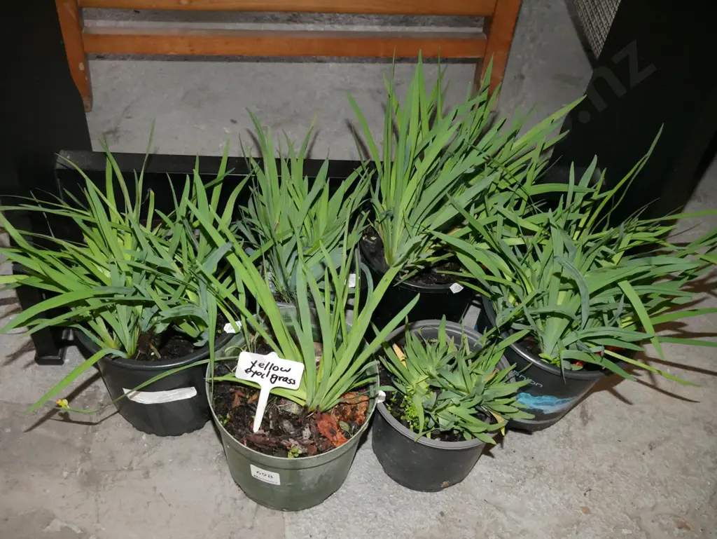 6x potted yellow eyed grasses Image 1++