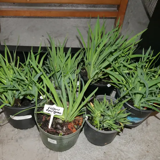 6x potted yellow eyed grasses