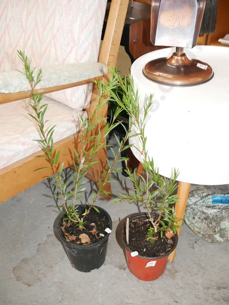 2x potted bottle brushes Image 1++