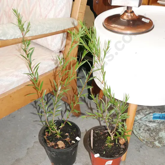 2x potted bottle brushes