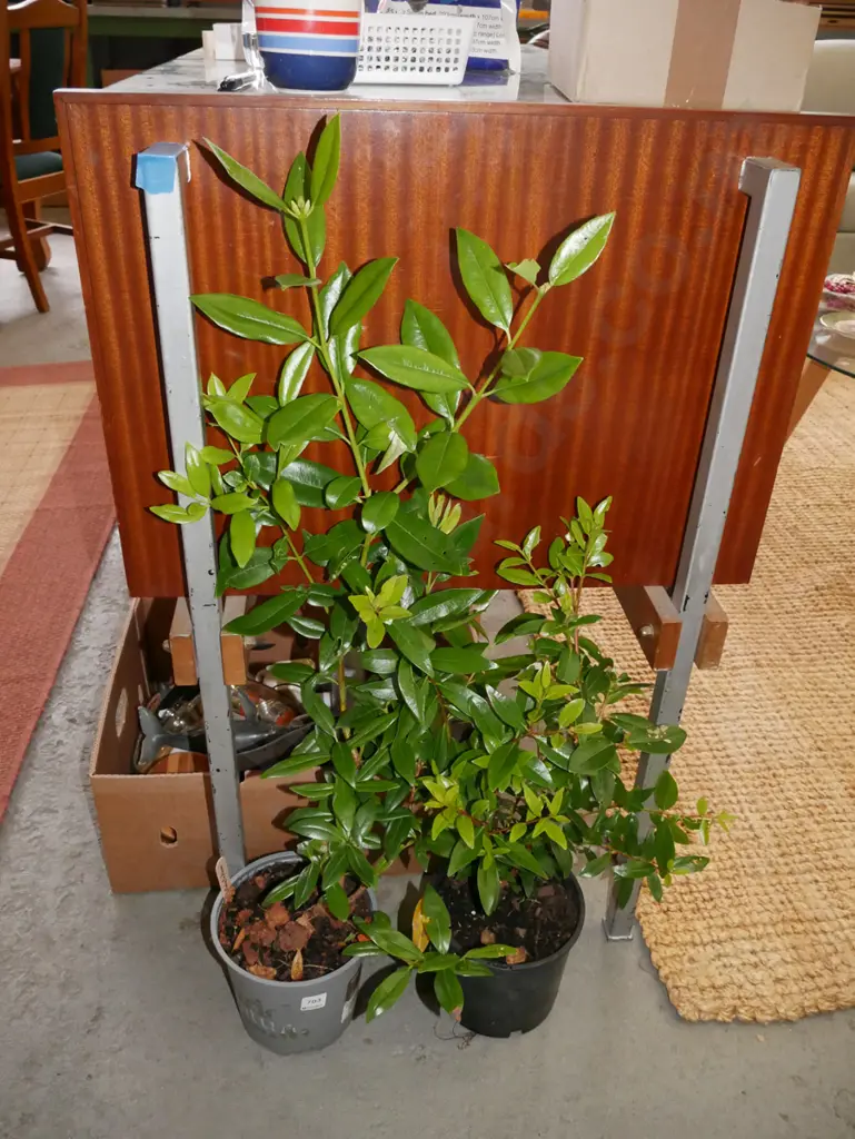 2x potted pohutukawa Image 1++