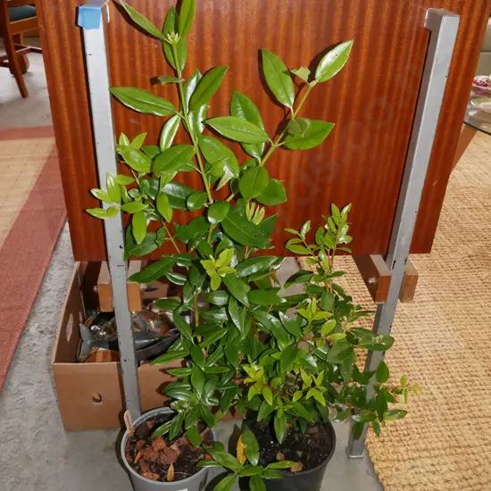 2x potted pohutukawa