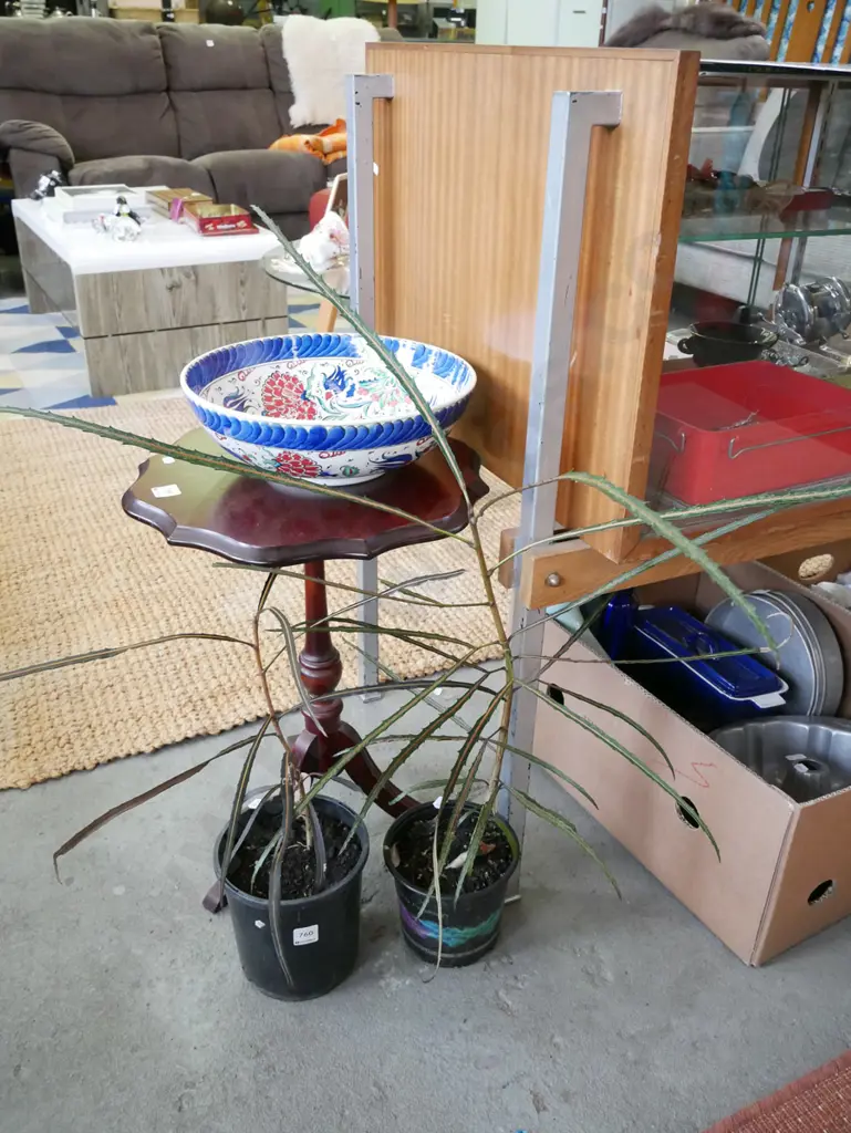2 x potted lancewoods Image 1++