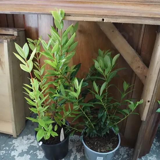 2x potted pohutukawa