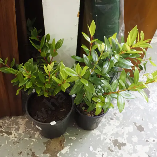 2x potted pohutukawa