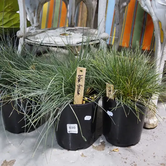 3x potted NZ blue fescue grasses