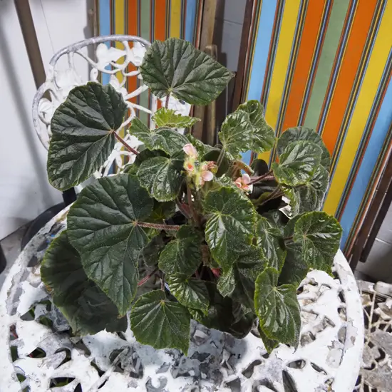 potted begonia scharffii