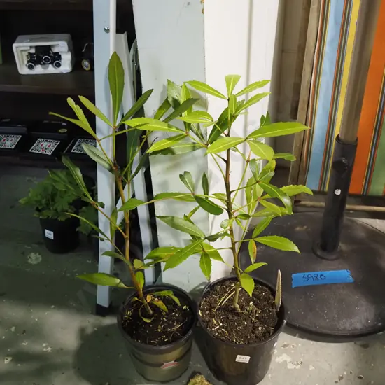 2x potted pseudopanax