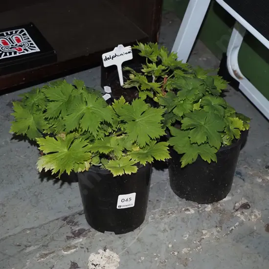 4x potted delphiniums