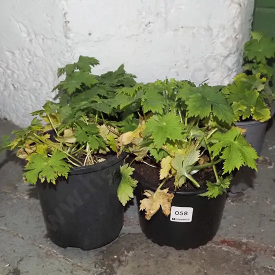 4x potted delphiniums