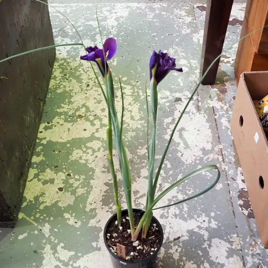 potted purple irises