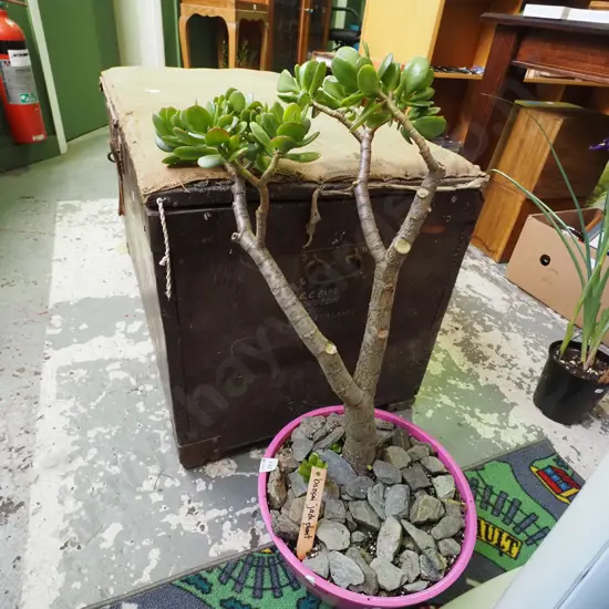 potted jade plant