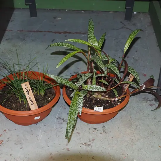 potted saffron, leopard plant