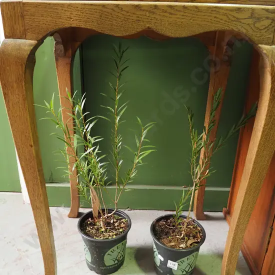 2x potted bottle brushes