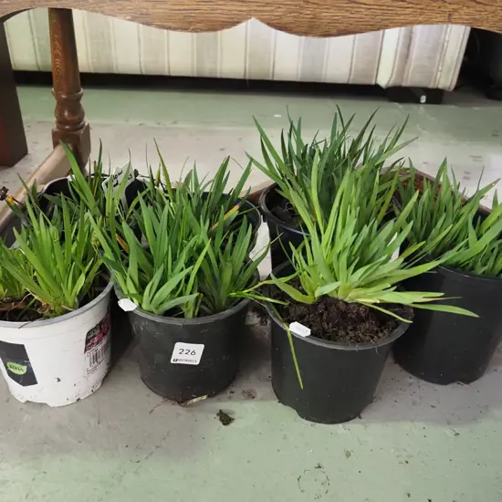 7x potted yellow eyed grasses