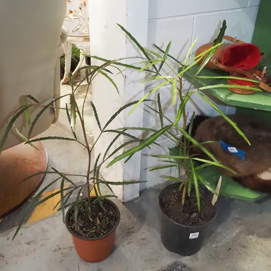 2x potted lancewoods