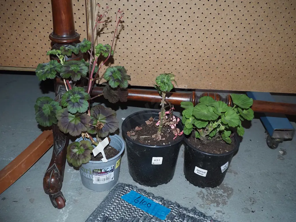 3x potted geraniums Image 1++
