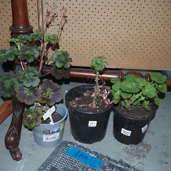 3x potted geraniums