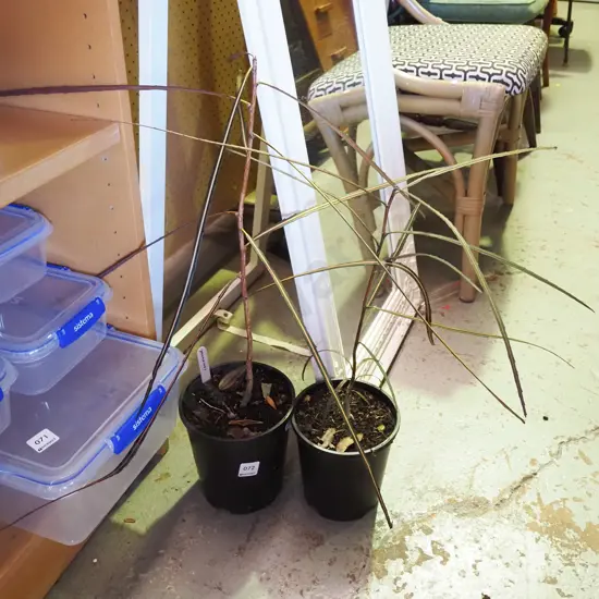 2x potted lancewoods