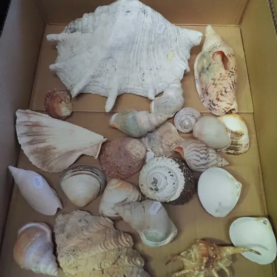 box of seashells