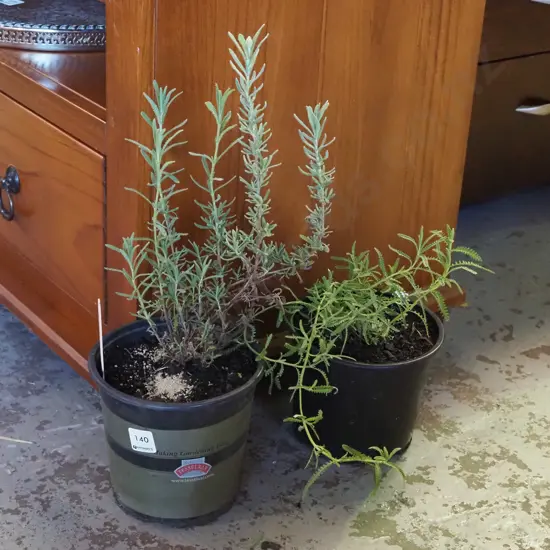 2x potted lavender
