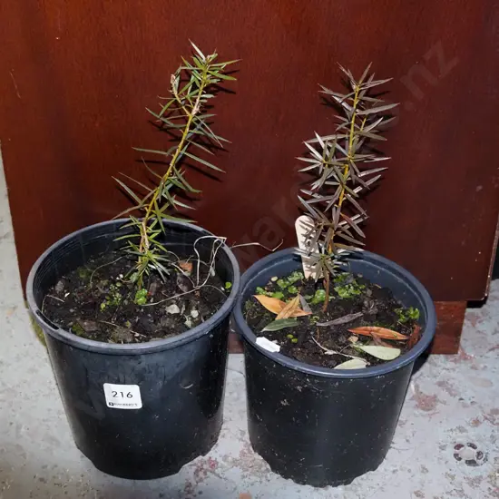 2x potted totara
