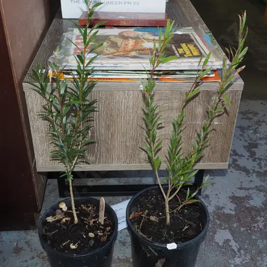 2x potted bottle brushes