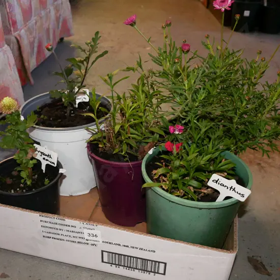 box of various plants