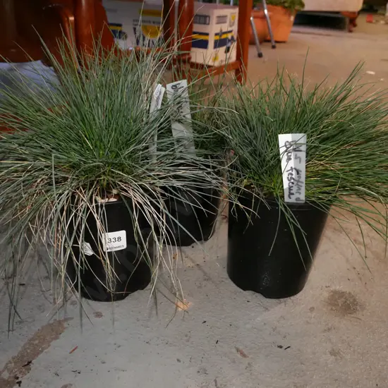 3x potted NZ native blue vescue grasses