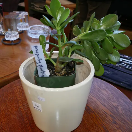 Prosperity plant succulent and jardiniere