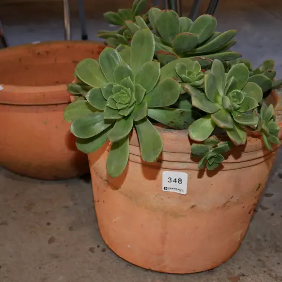 terracotta planters - 1 with succulents
