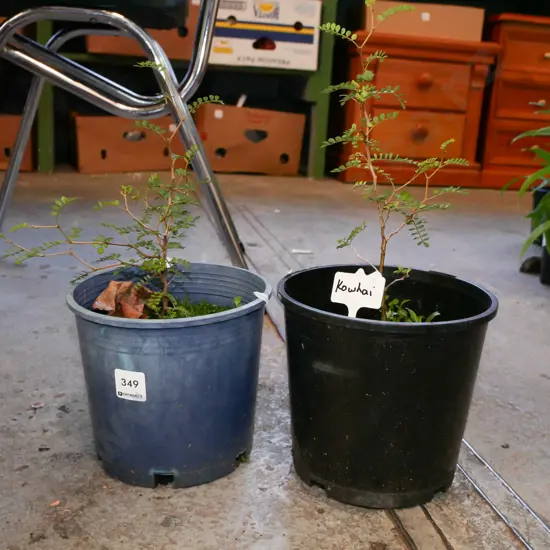 2x potted kowhai