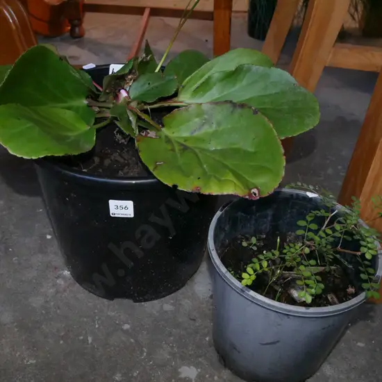 potted begonia, small potted kowhai