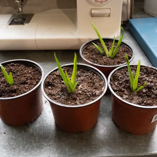 4x potted aloe vera