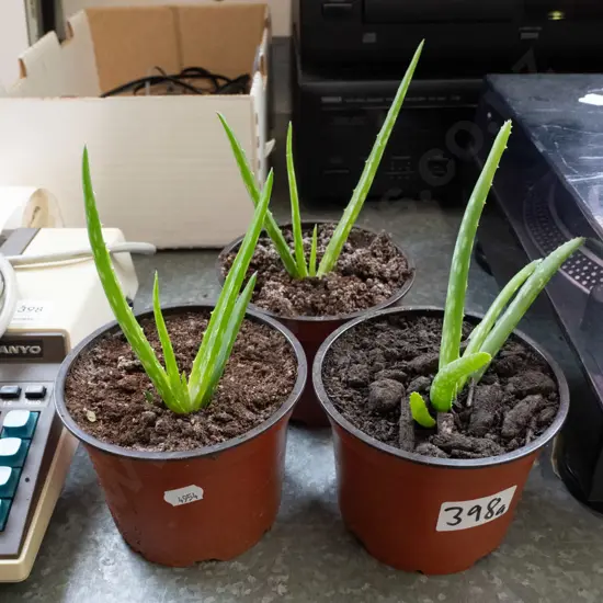 3x potted aloe vera